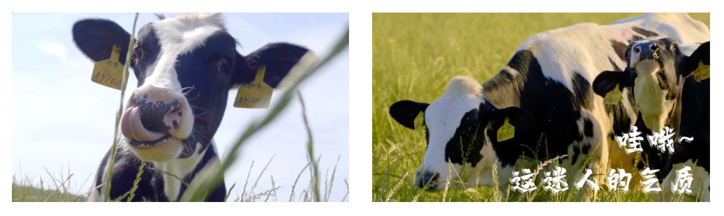 花花牛丨每天一杯奶，幸福健康喝出來(lái)?。?！