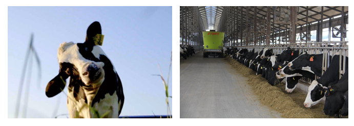 花花牛丨每天一杯奶，幸福健康喝出來(lái)?。?！