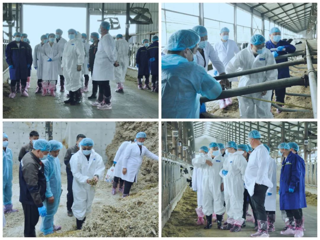 花花牛丨國家奶牛產(chǎn)業(yè)技術(shù)體系首席科學家、中國農(nóng)業(yè)大學教授李勝利一行蒞臨花花牛魯山瑞亞參觀調(diào)研