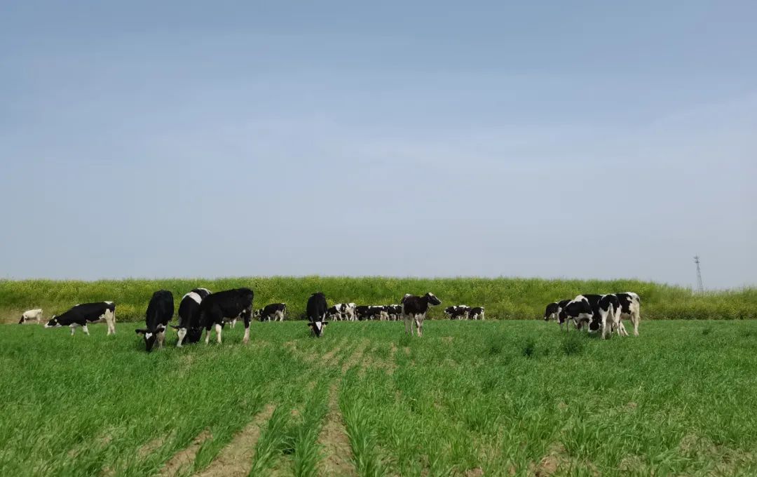 繼往開來 · 再創(chuàng)輝煌 | 花花牛乳業(yè)集團(tuán)召開9月營銷、養(yǎng)殖及飼料月度經(jīng)營工作會(huì)議