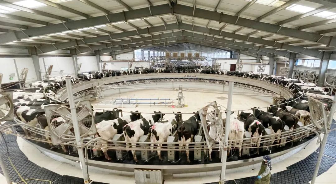 凝心聚力·贏創(chuàng)未來 | 花花牛乳業(yè)集團(tuán)召開營銷、養(yǎng)殖及飼料經(jīng)營工作會議