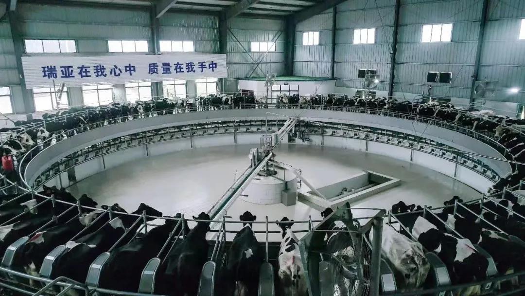 快訊 | 駐馬店市委副書記、市長李躍勇一行蒞臨花花牛乳業(yè)集團平輿瑞亞牧場調(diào)研