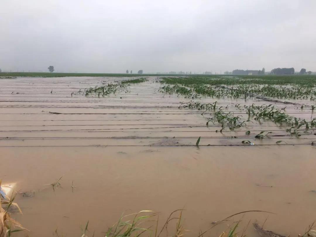 【乳報(bào)·聚焦】“豫”難而上的中原牛人“太中了”！