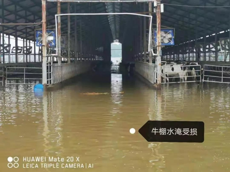 【乳報(bào)·聚焦】“豫”難而上的中原牛人“太中了”！